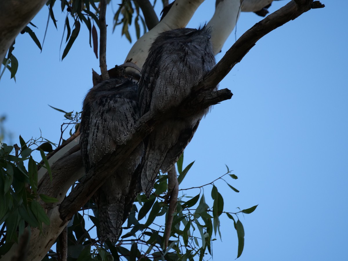 Tawny Frogmouth - Ian Gibson