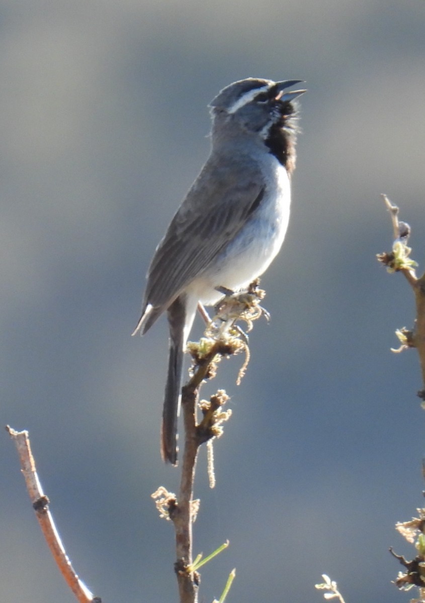 Black-throated Sparrow - Billy Medley