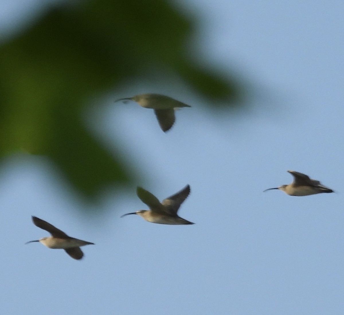 Whimbrel - Joan Janes