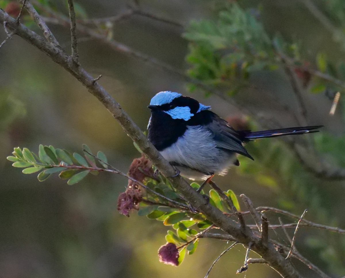 Superb Fairywren - Ian Gibson