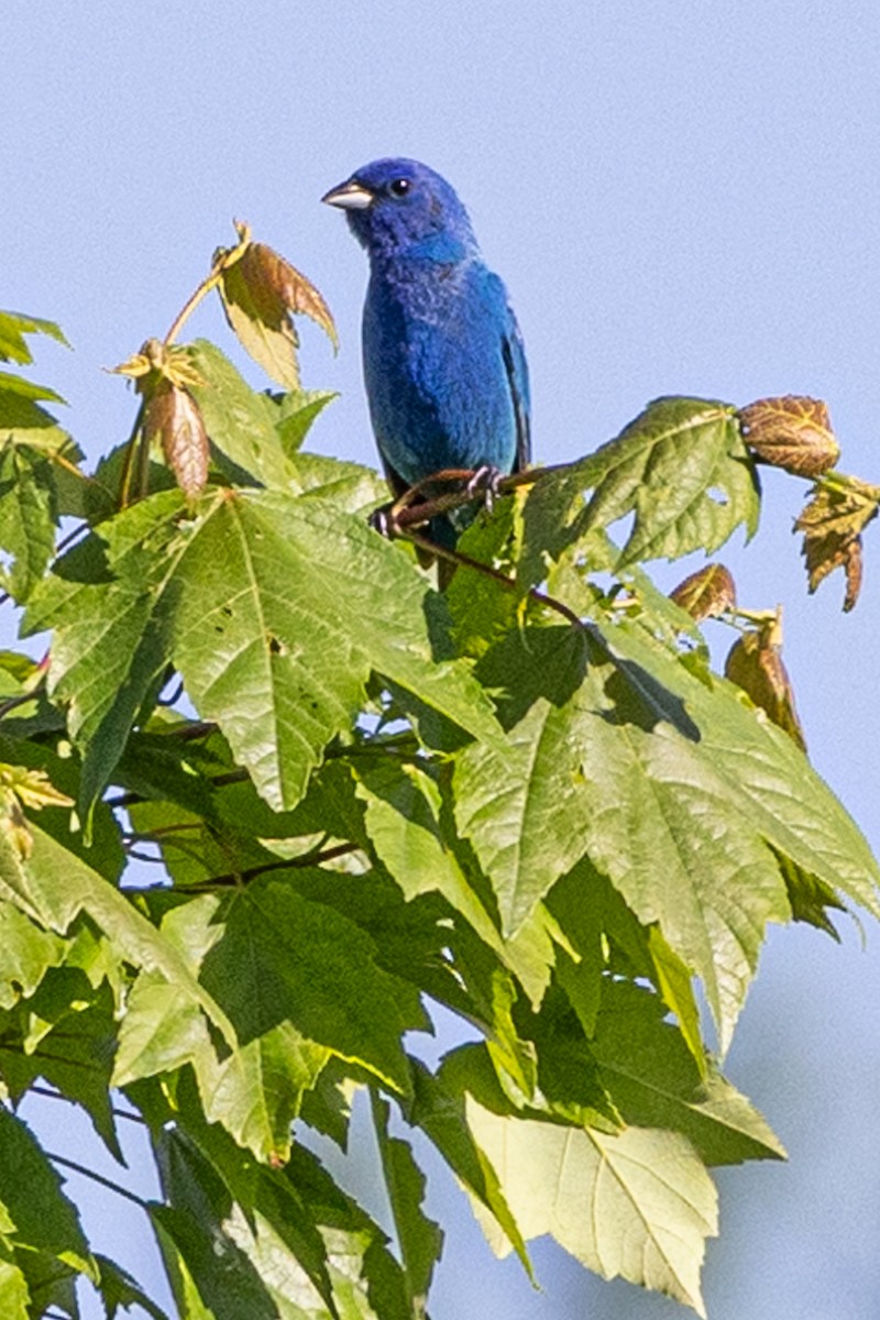 Passerin indigo - ML619549794