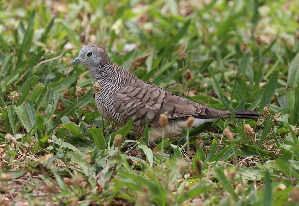 Zebra Dove - Mike "mlovest" Miller