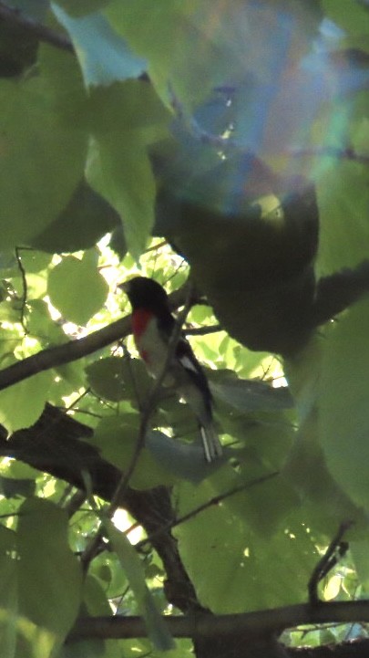 Rose-breasted Grosbeak - Juliet Berger