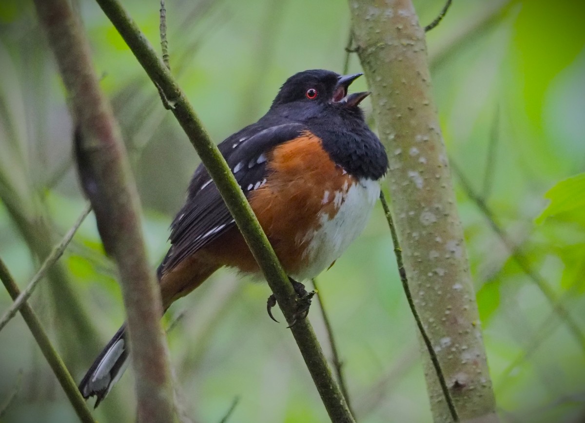 Spotted Towhee - Dick Cartwright