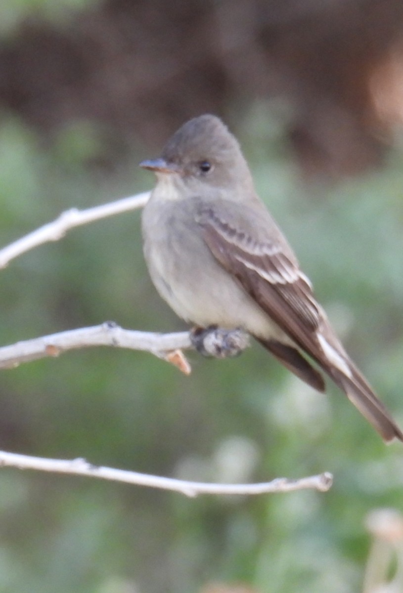 Western Wood-Pewee - Billy Medley