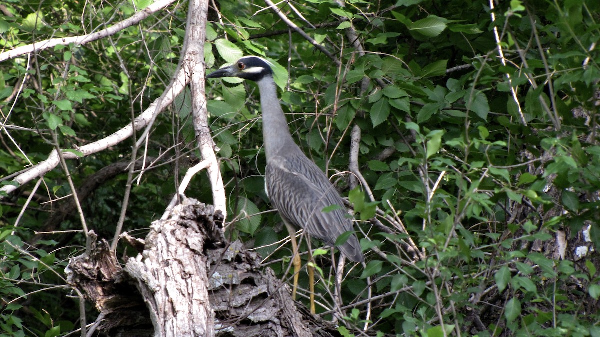 Yellow-crowned Night Heron - ML619549807