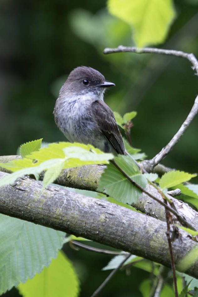 Eastern Phoebe - Heather Klish