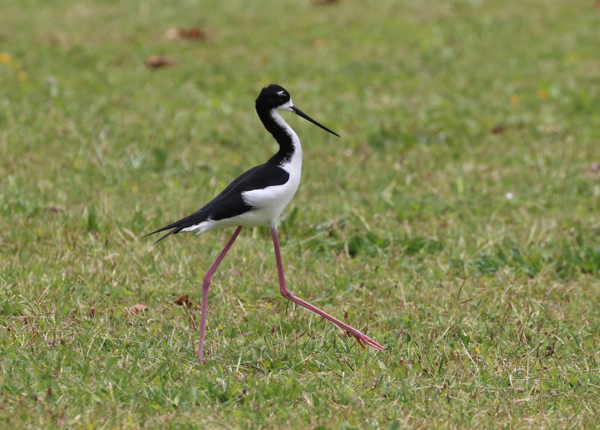 Black-necked Stilt - Mike "mlovest" Miller