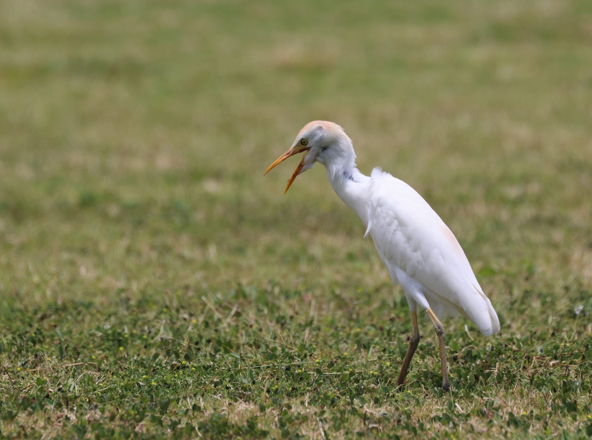 Western Cattle Egret - Mike "mlovest" Miller