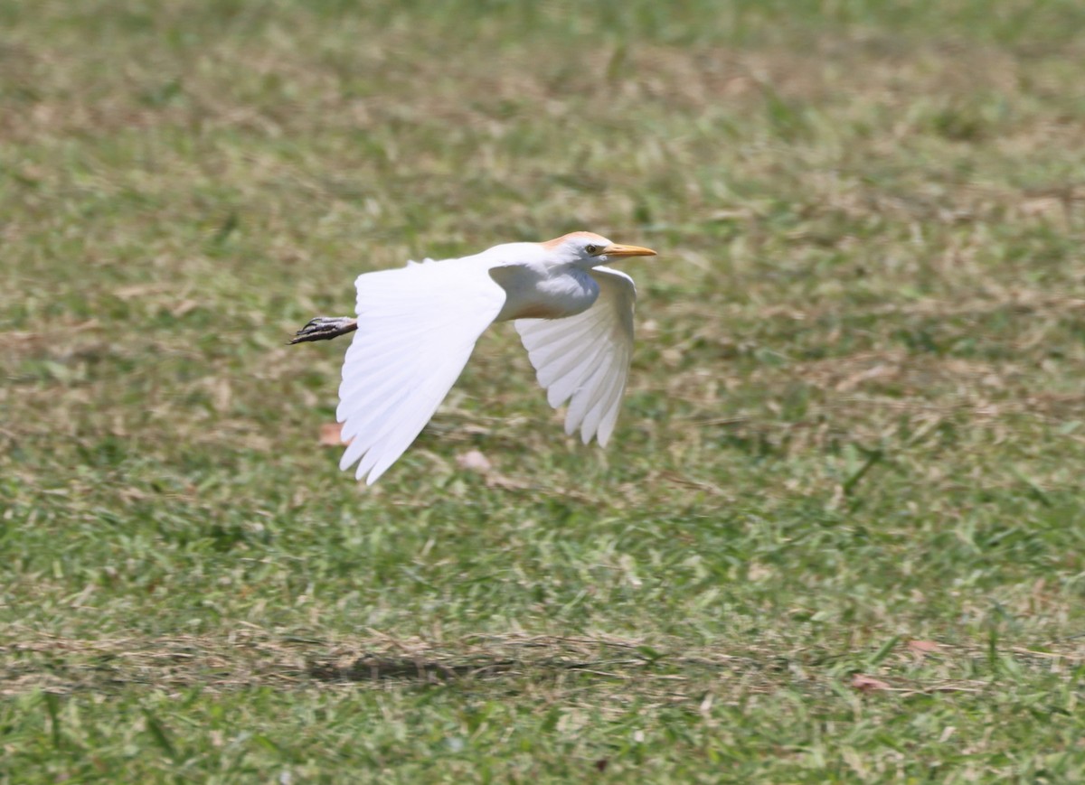 Western Cattle Egret - Mike "mlovest" Miller