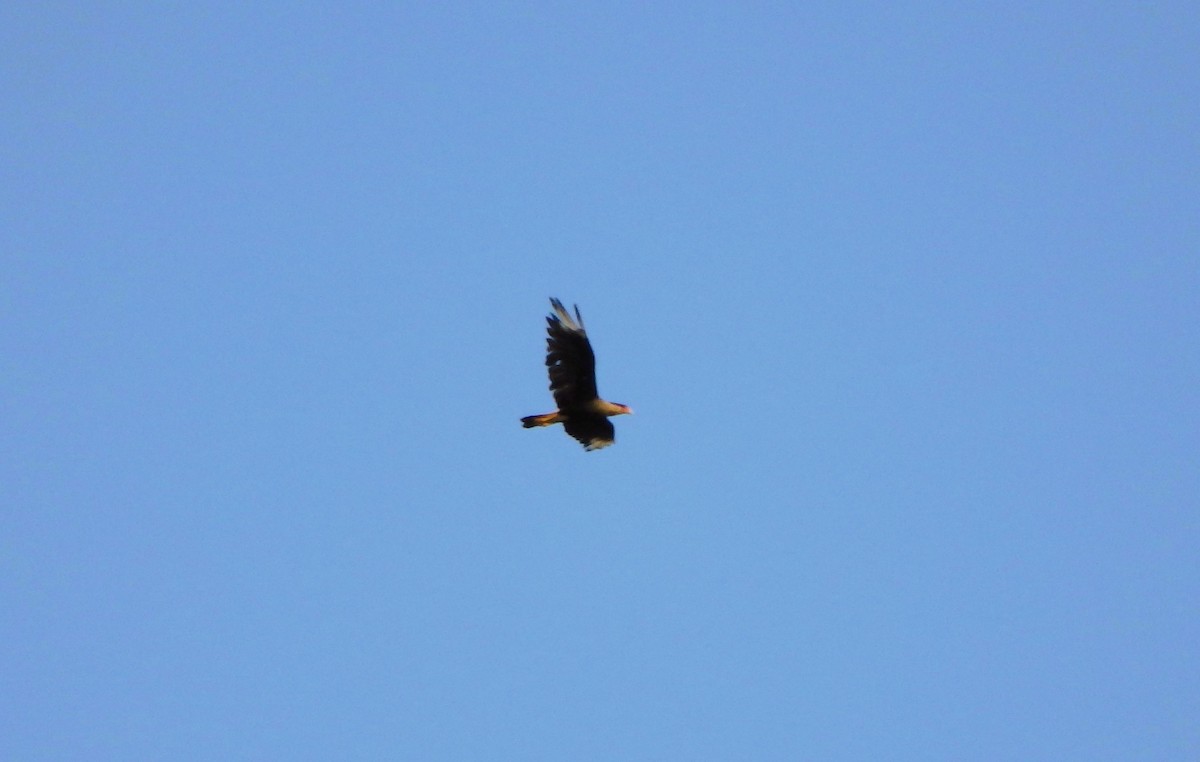 Crested Caracara - ML619549823