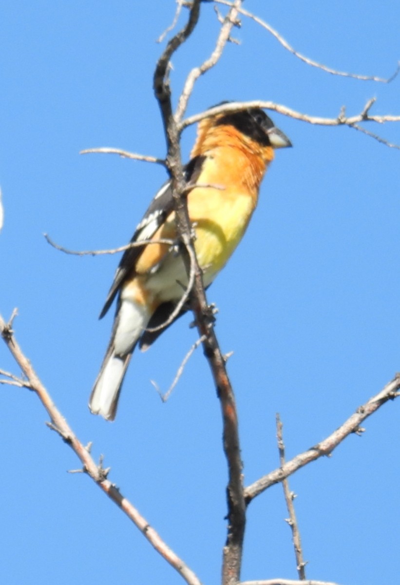 Black-headed Grosbeak - Billy Medley