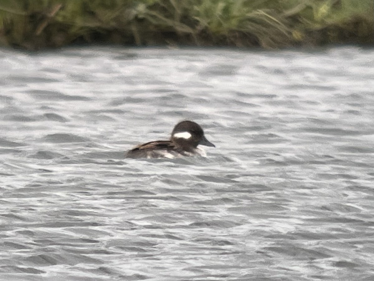 Bufflehead - Kenny Frisch