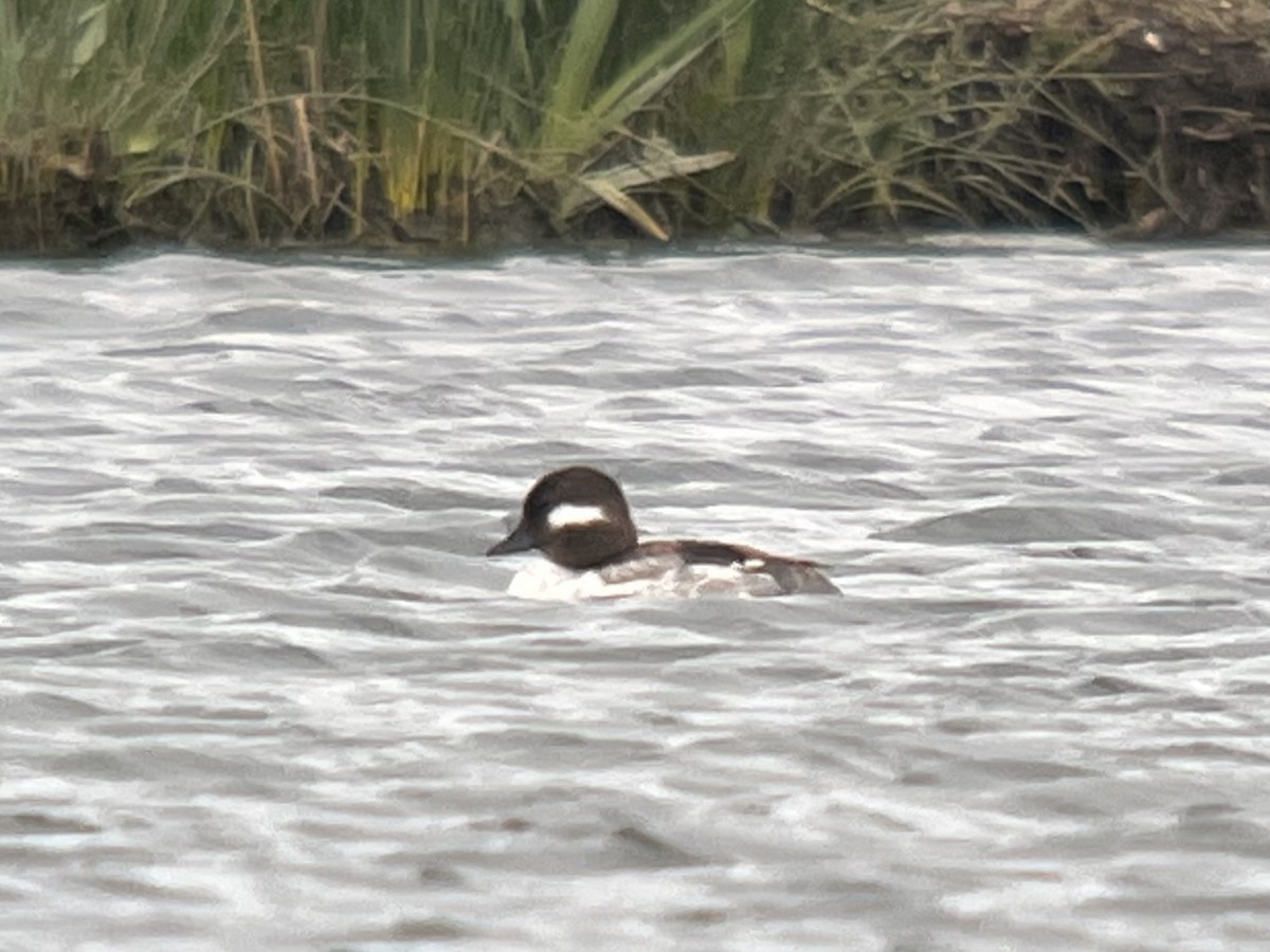 Bufflehead - Kenny Frisch