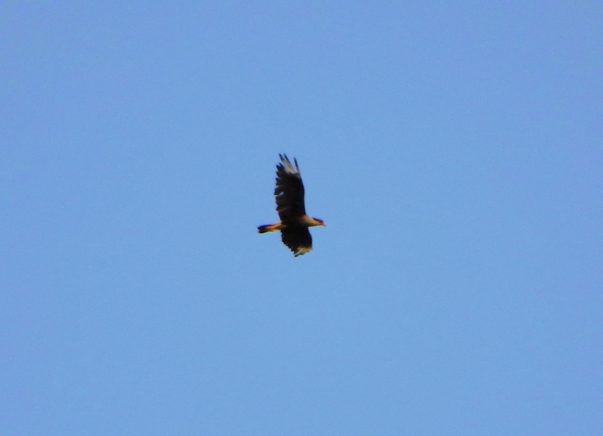 Crested Caracara - ML619549830