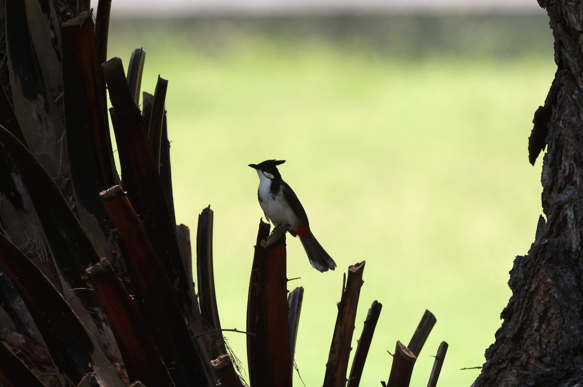 Red-whiskered Bulbul - ML619549832