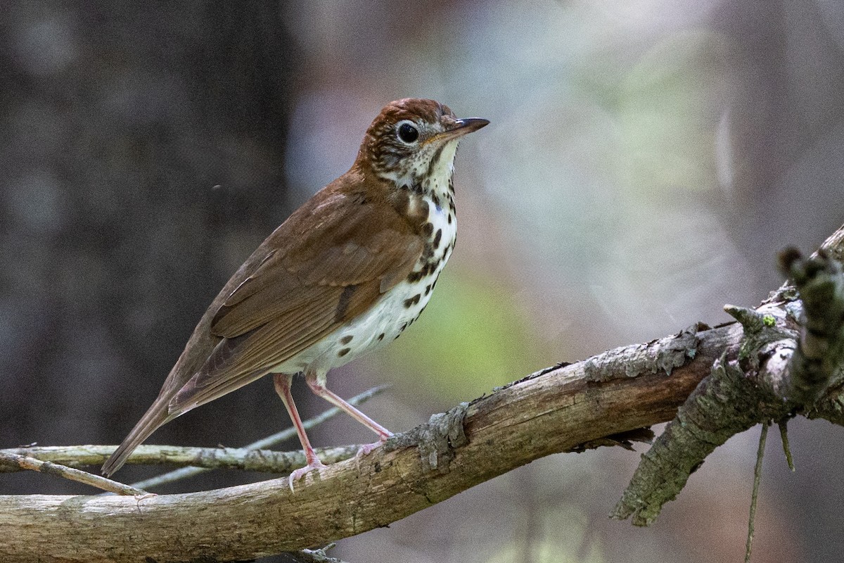 Wood Thrush - David Ammerman