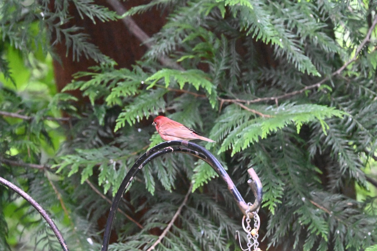 Purple Finch - ML619549834