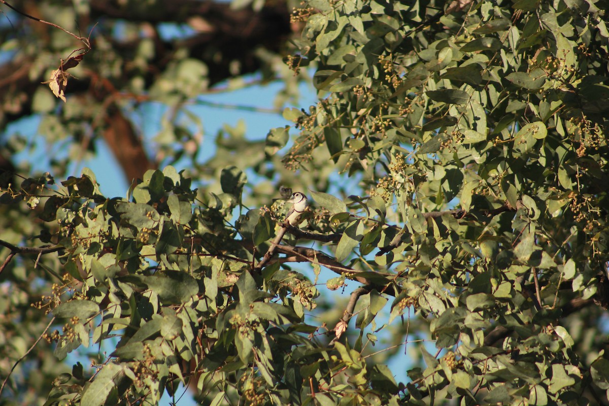 Double-barred Finch - Sam Odell