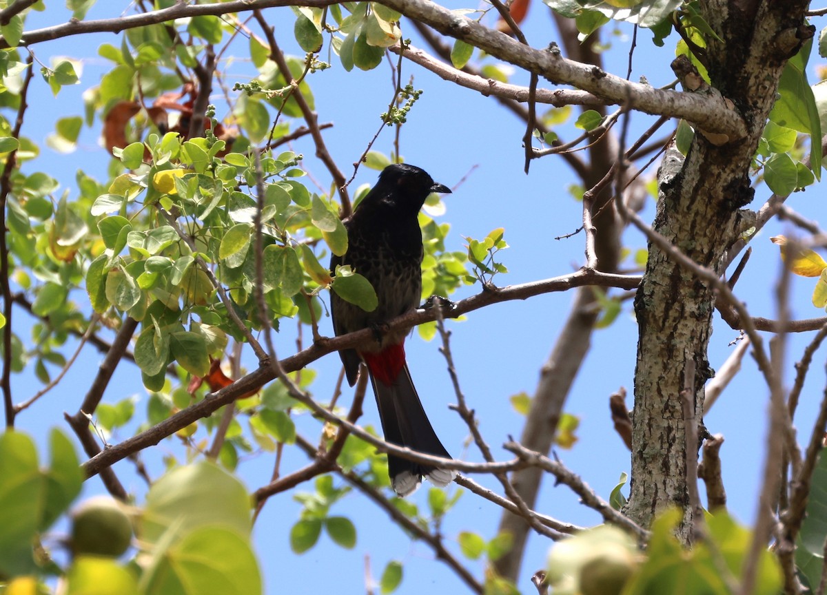 Red-vented Bulbul - Mike "mlovest" Miller