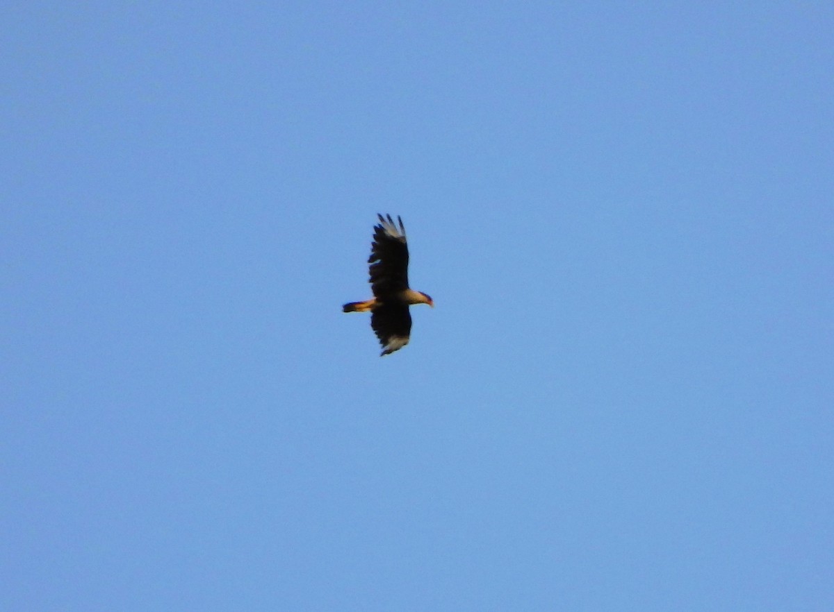 Crested Caracara - ML619549840