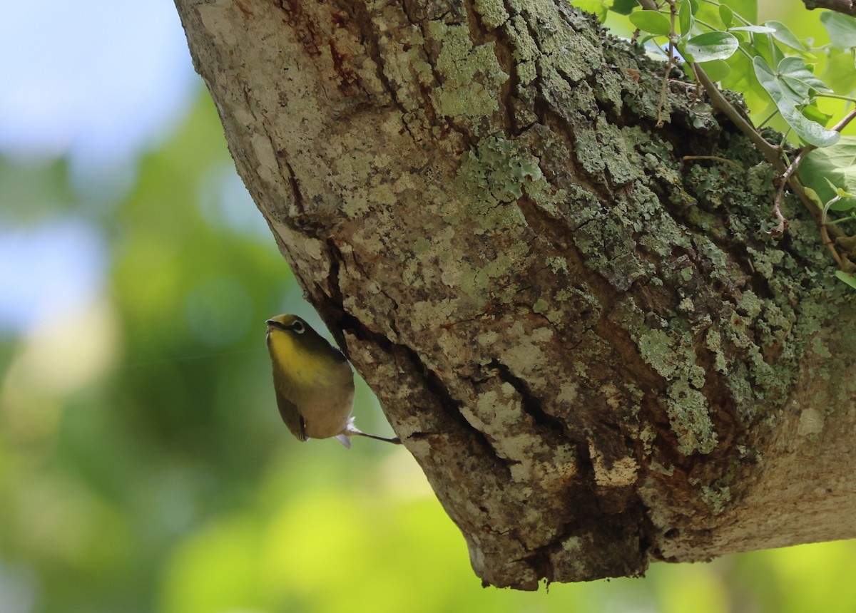 Warbling White-eye - ML619549841