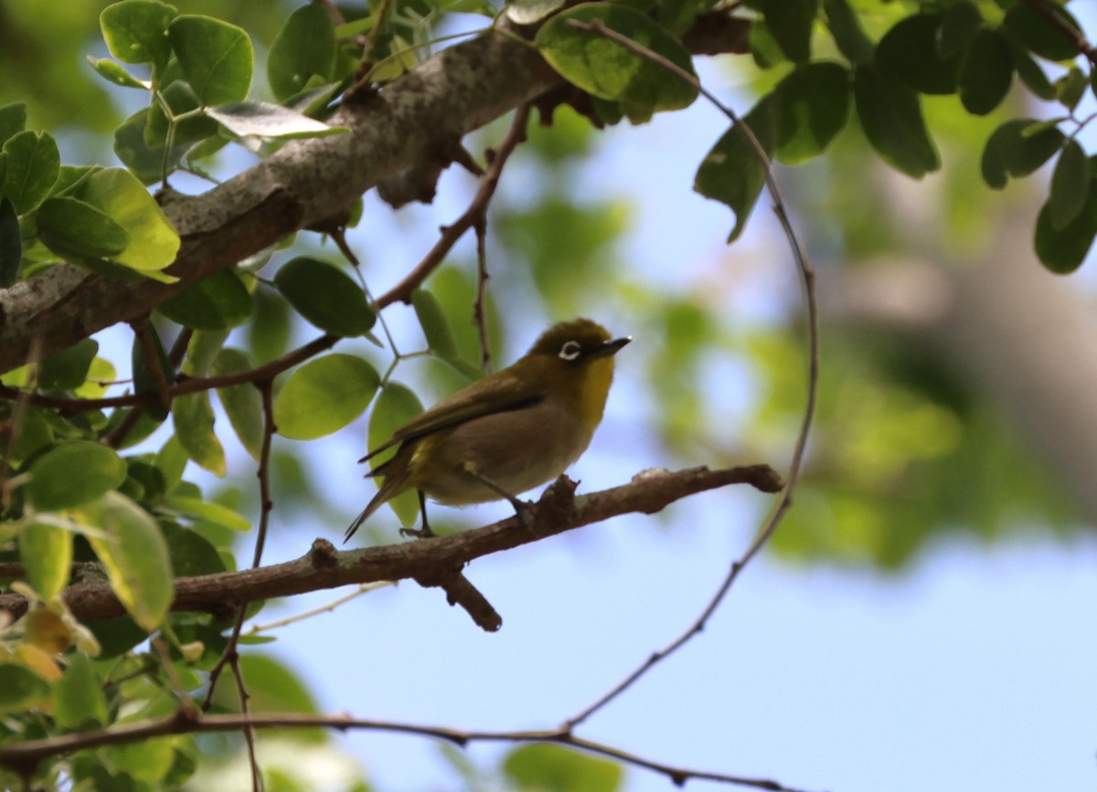 Warbling White-eye - ML619549842