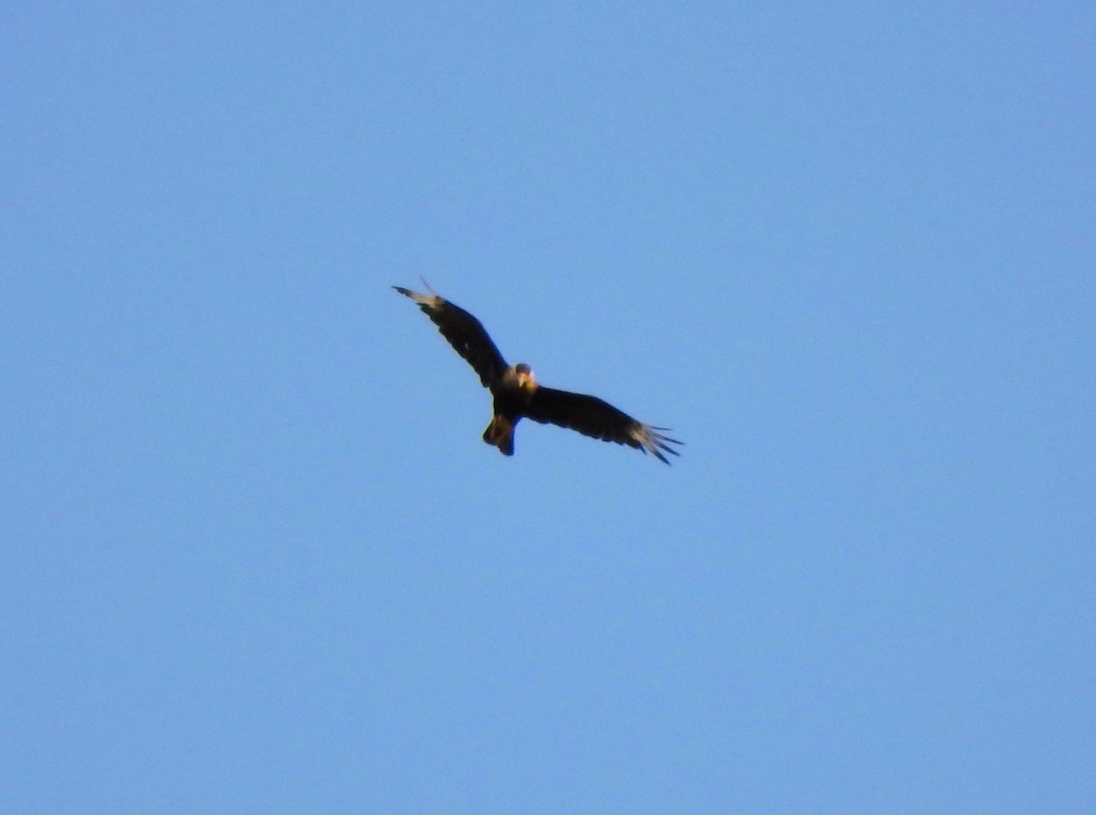 Crested Caracara - ML619549843