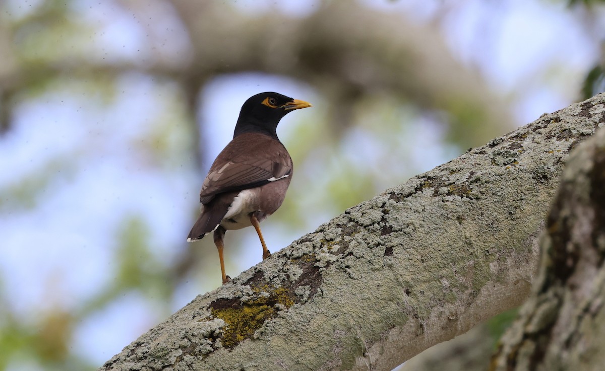 Common Myna - ML619549845