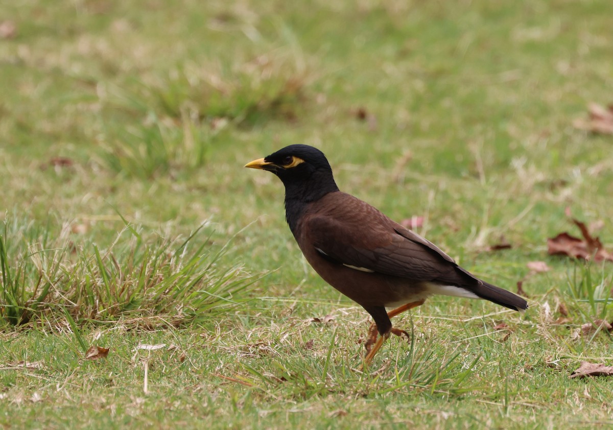 Common Myna - ML619549846