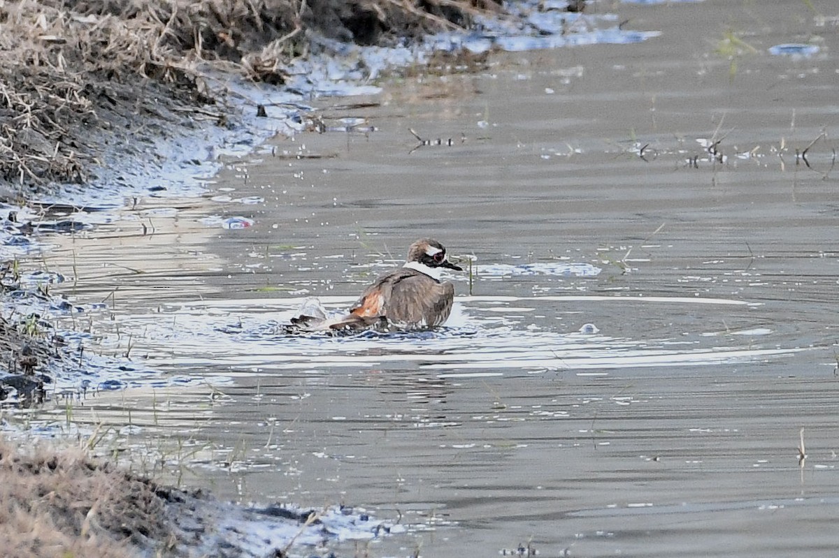 Killdeer - ML619549847