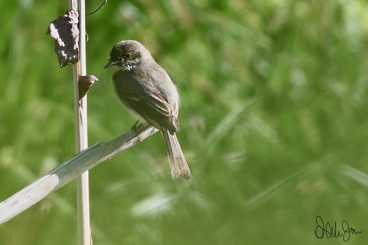 Eastern Phoebe - Neli Jo