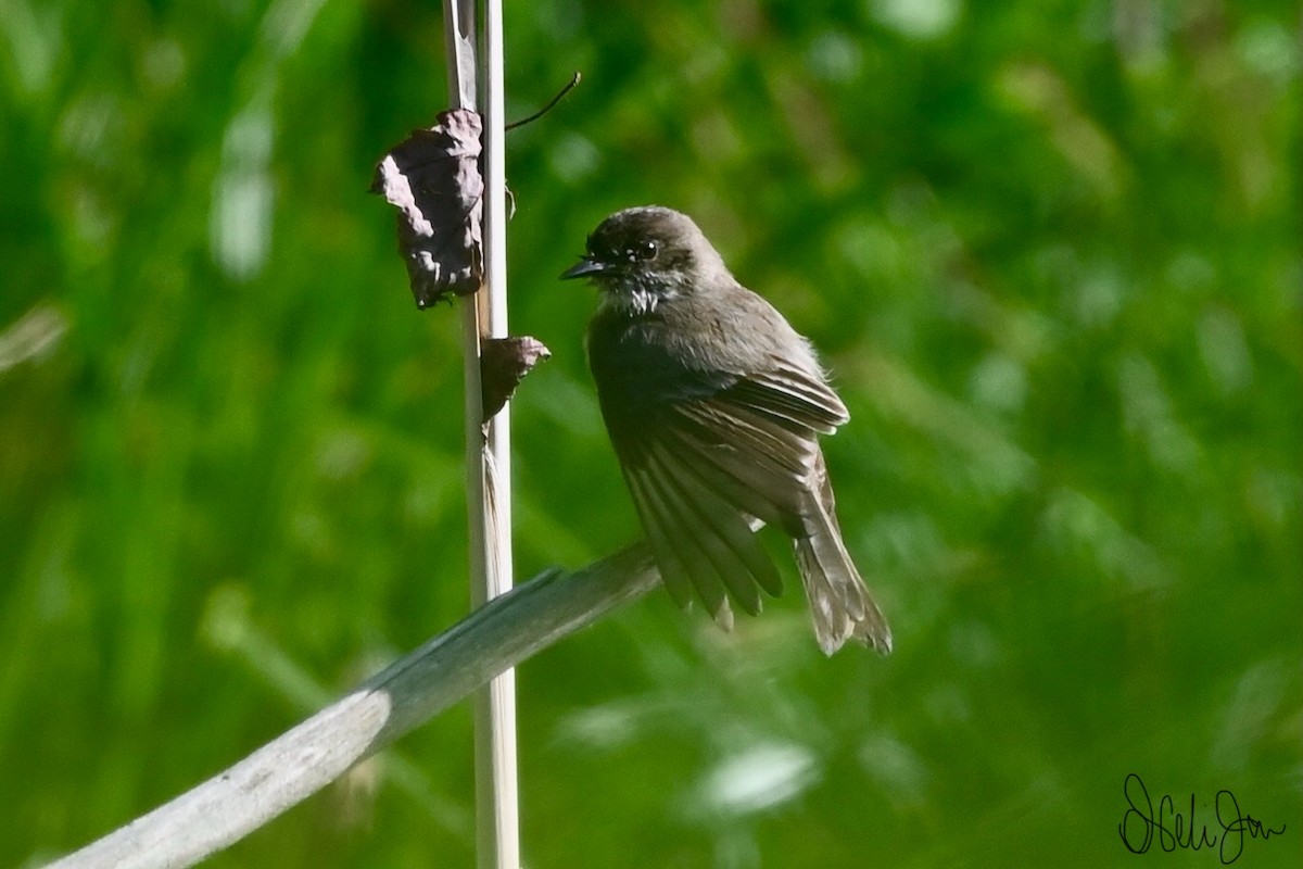 Eastern Phoebe - Neli Jo