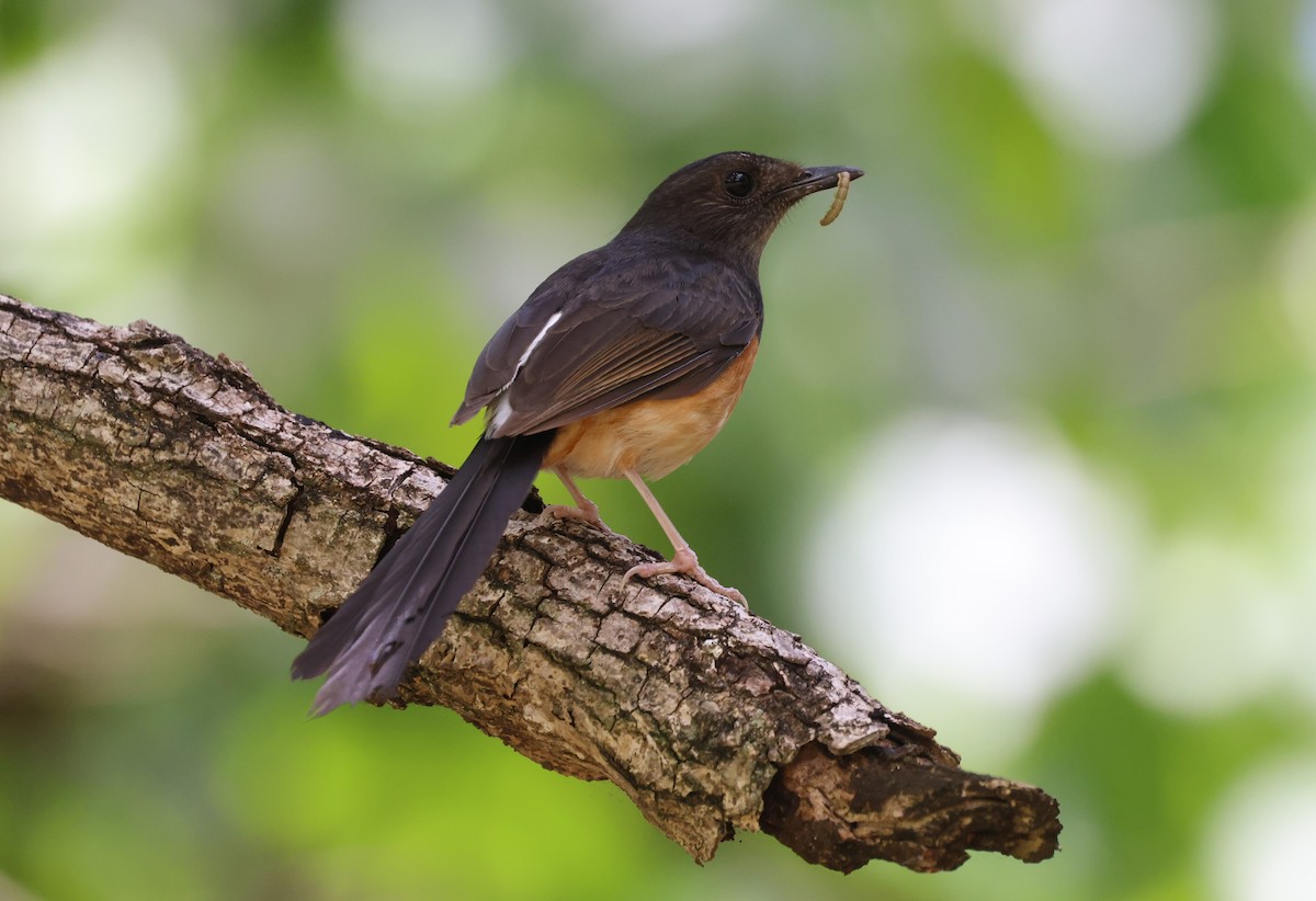 White-rumped Shama - ML619549852