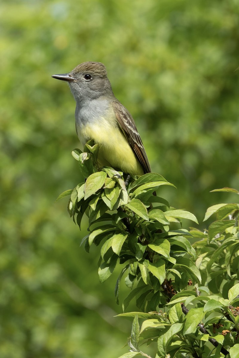 Great Crested Flycatcher - Heather Klish