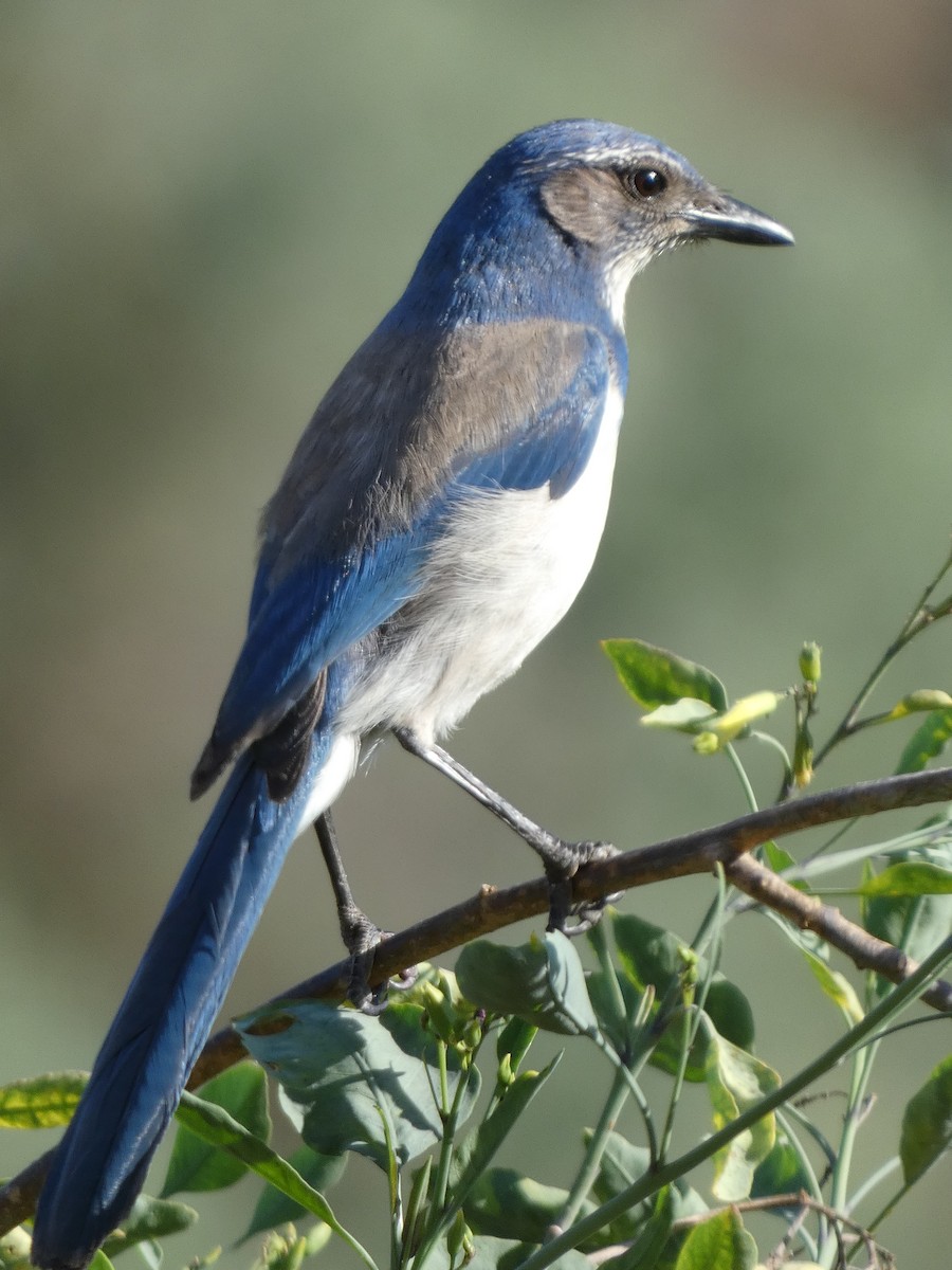 California Scrub-Jay - Garry Hayes