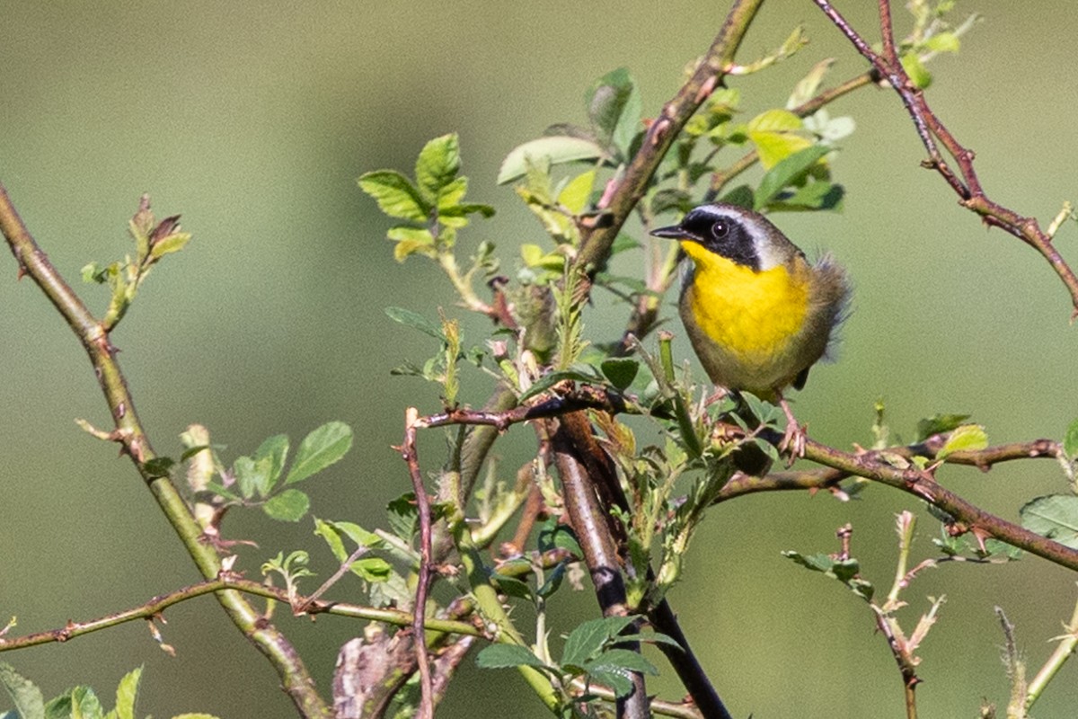 Common Yellowthroat - ML619549861