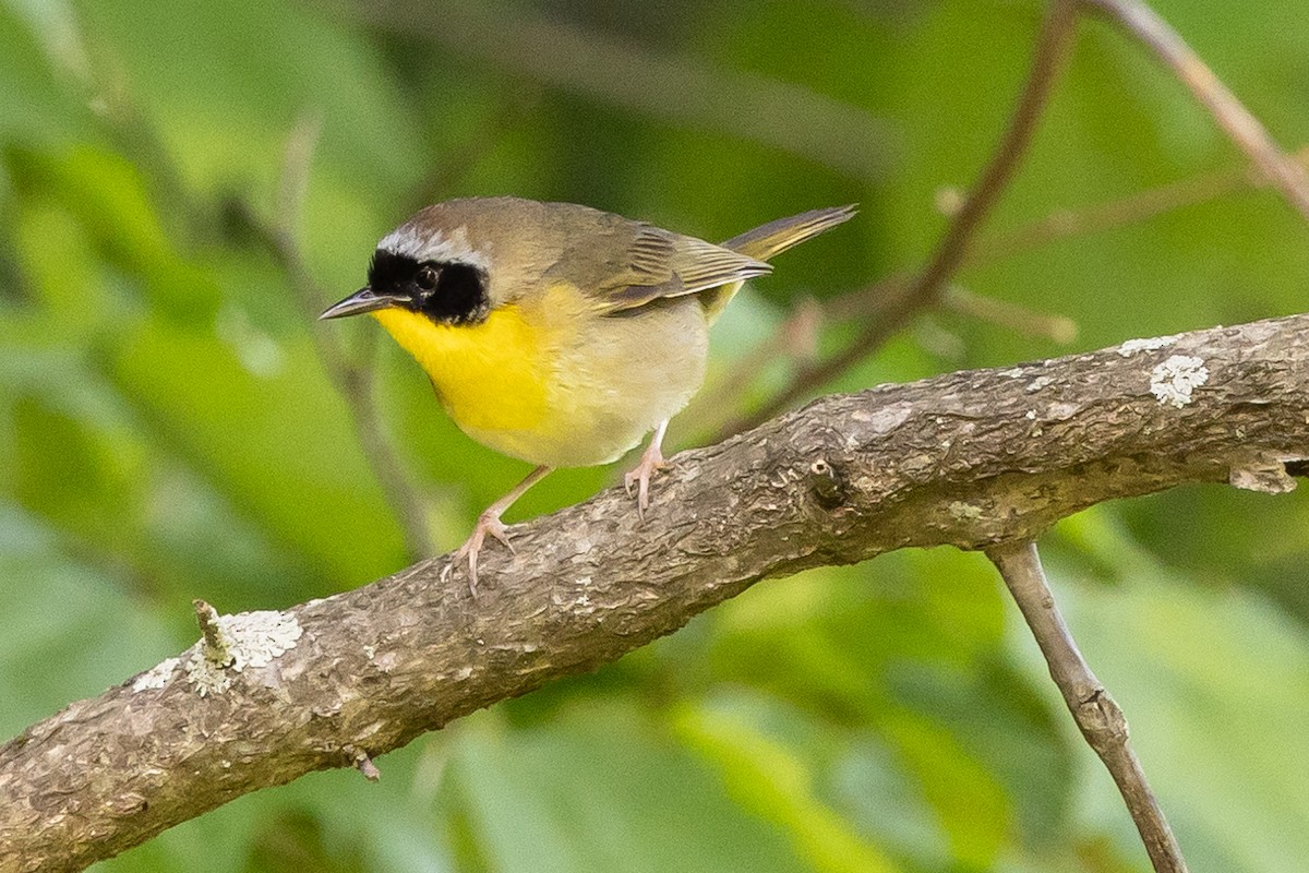 Common Yellowthroat - David Ammerman