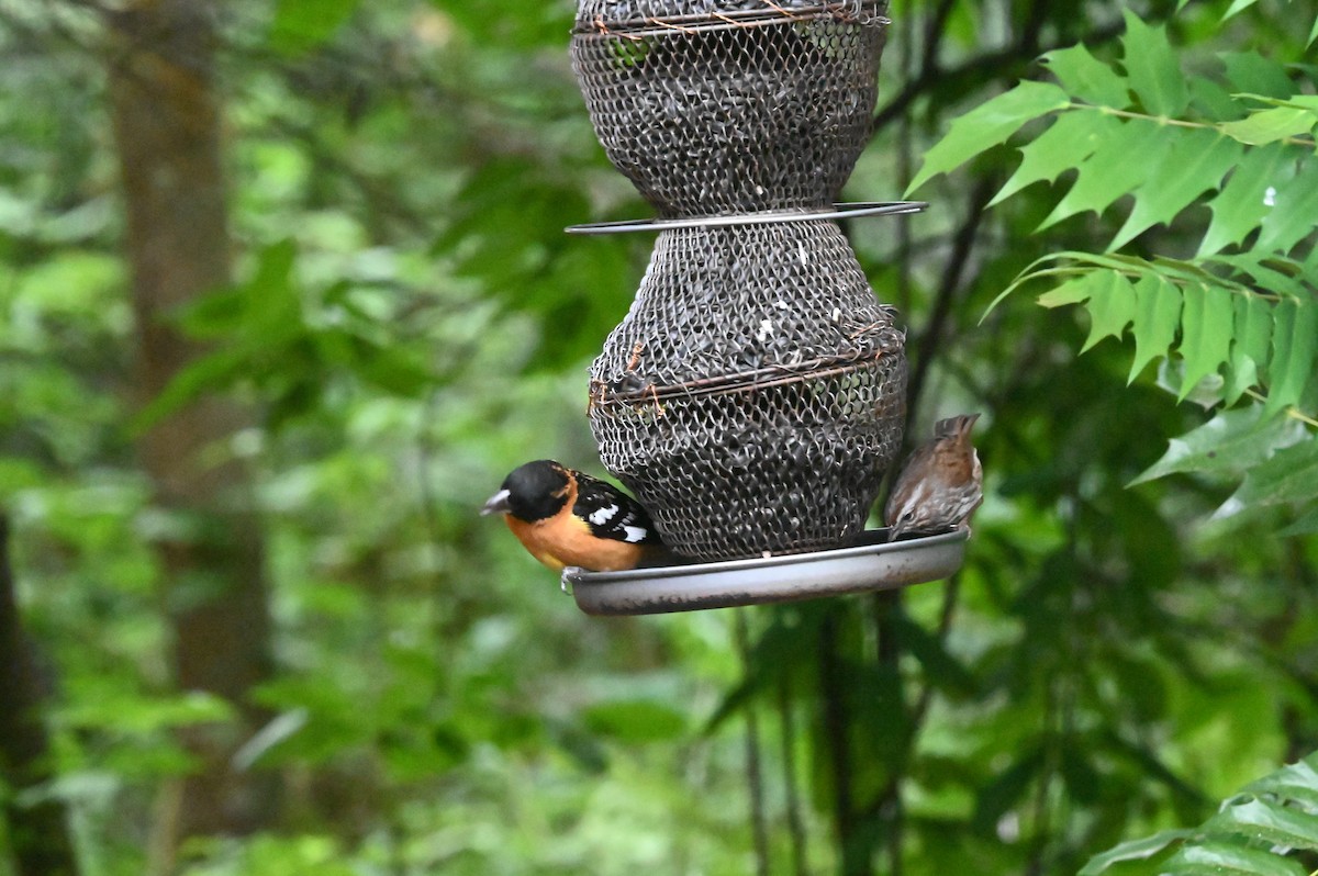 Black-headed Grosbeak - Jamie Acker