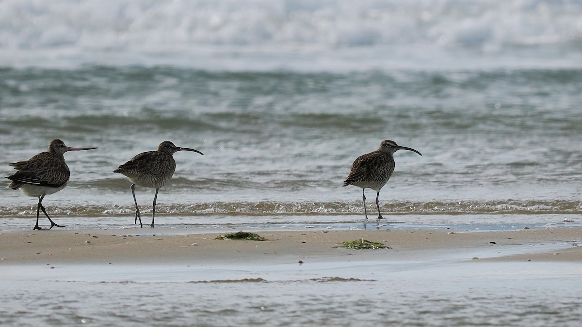 Whimbrel - Len and Chris Ezzy