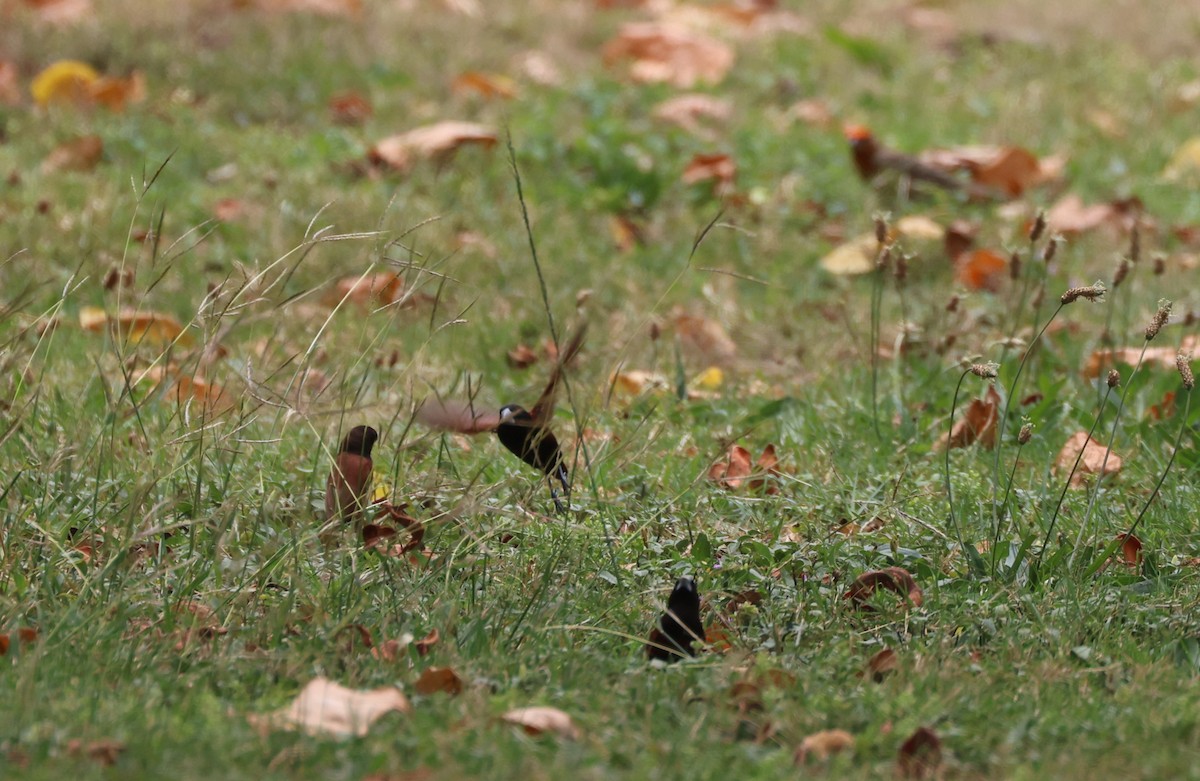 Chestnut Munia - Mike "mlovest" Miller