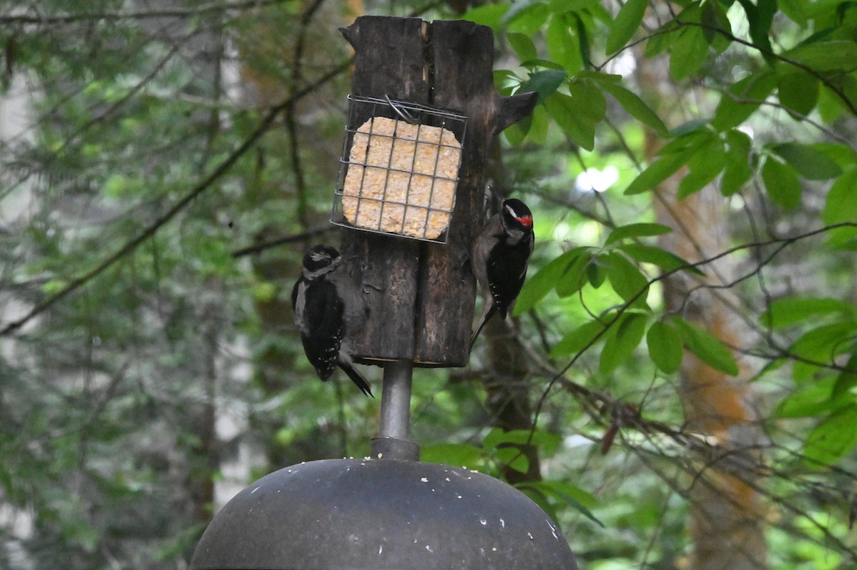 Hairy Woodpecker - Jamie Acker