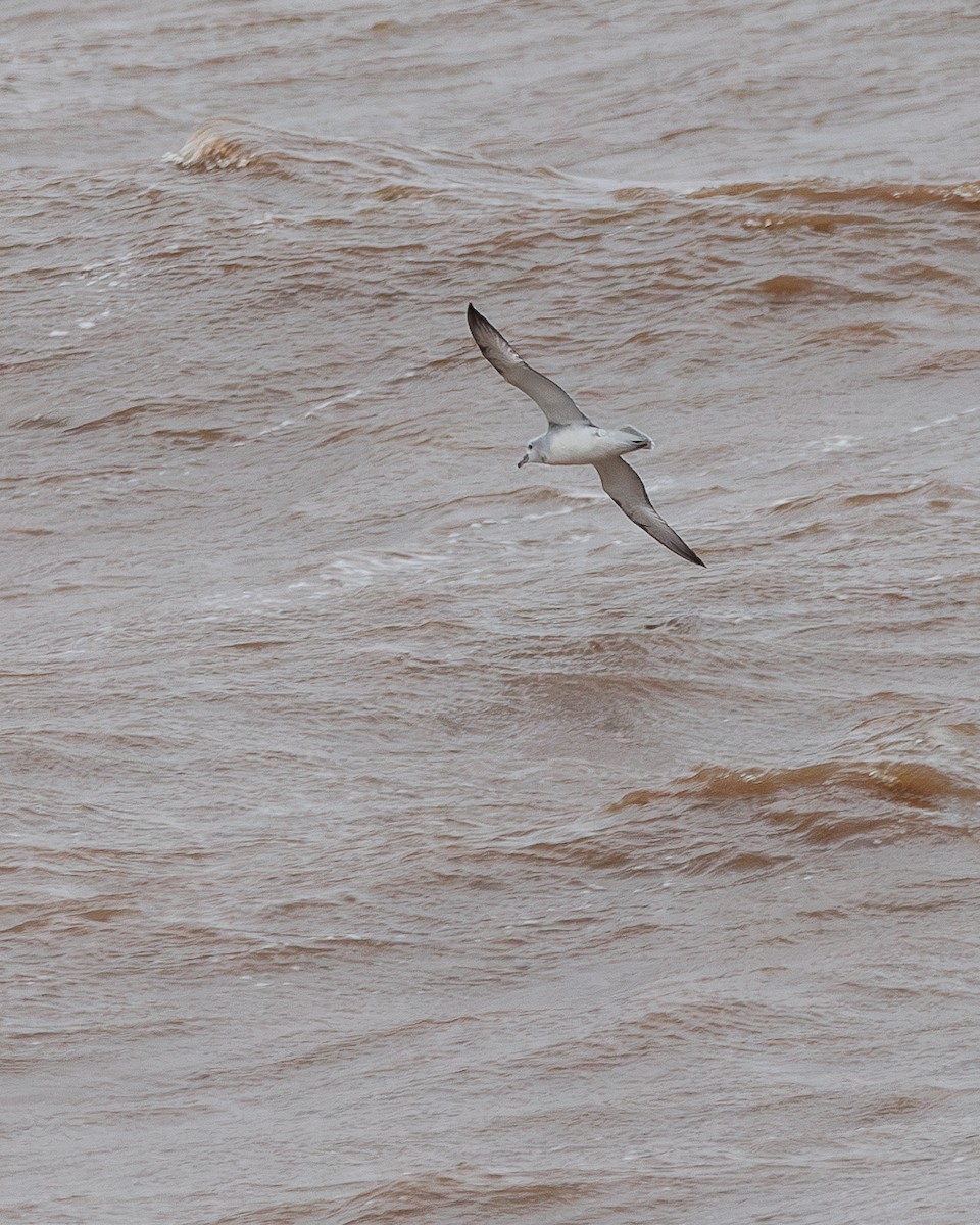 Southern Fulmar - Jorge Chamorro