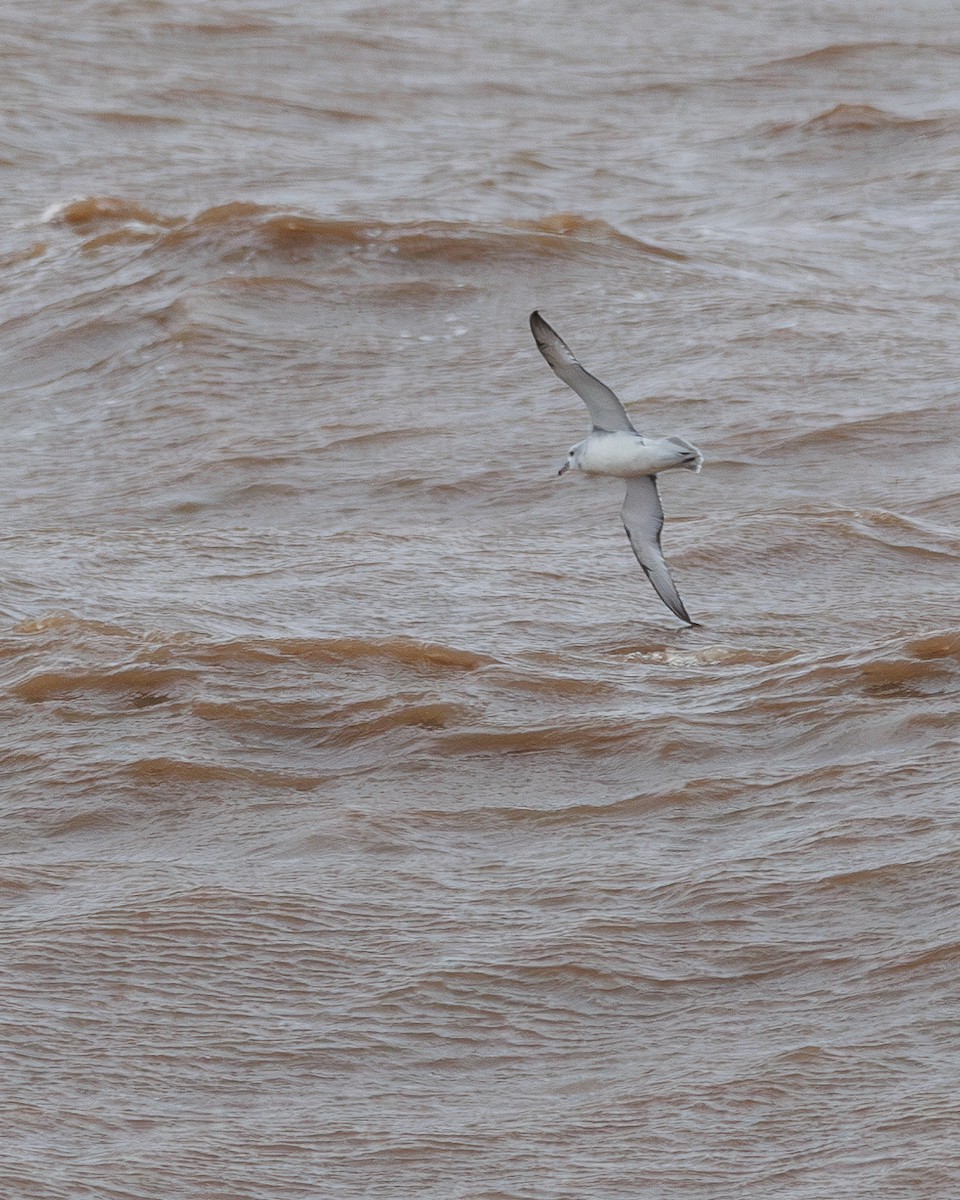 Southern Fulmar - ML619549881