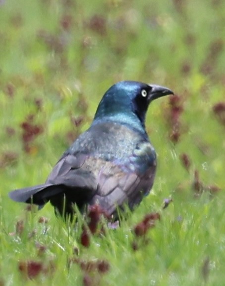 Common Grackle - burton balkind