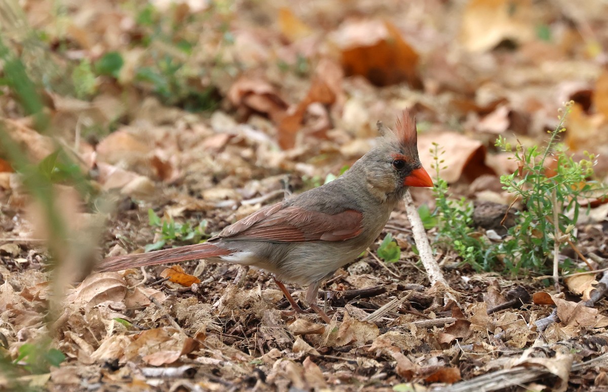 Northern Cardinal - Mike "mlovest" Miller