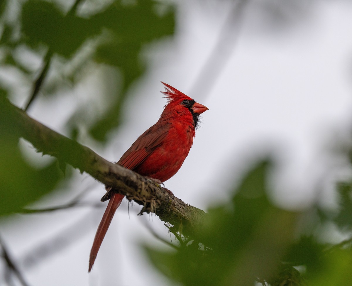 Northern Cardinal - Scott Murphy