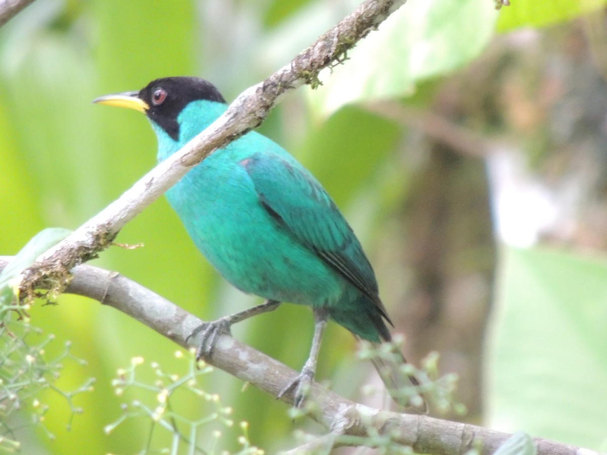 Green Honeycreeper - Roger Lambert