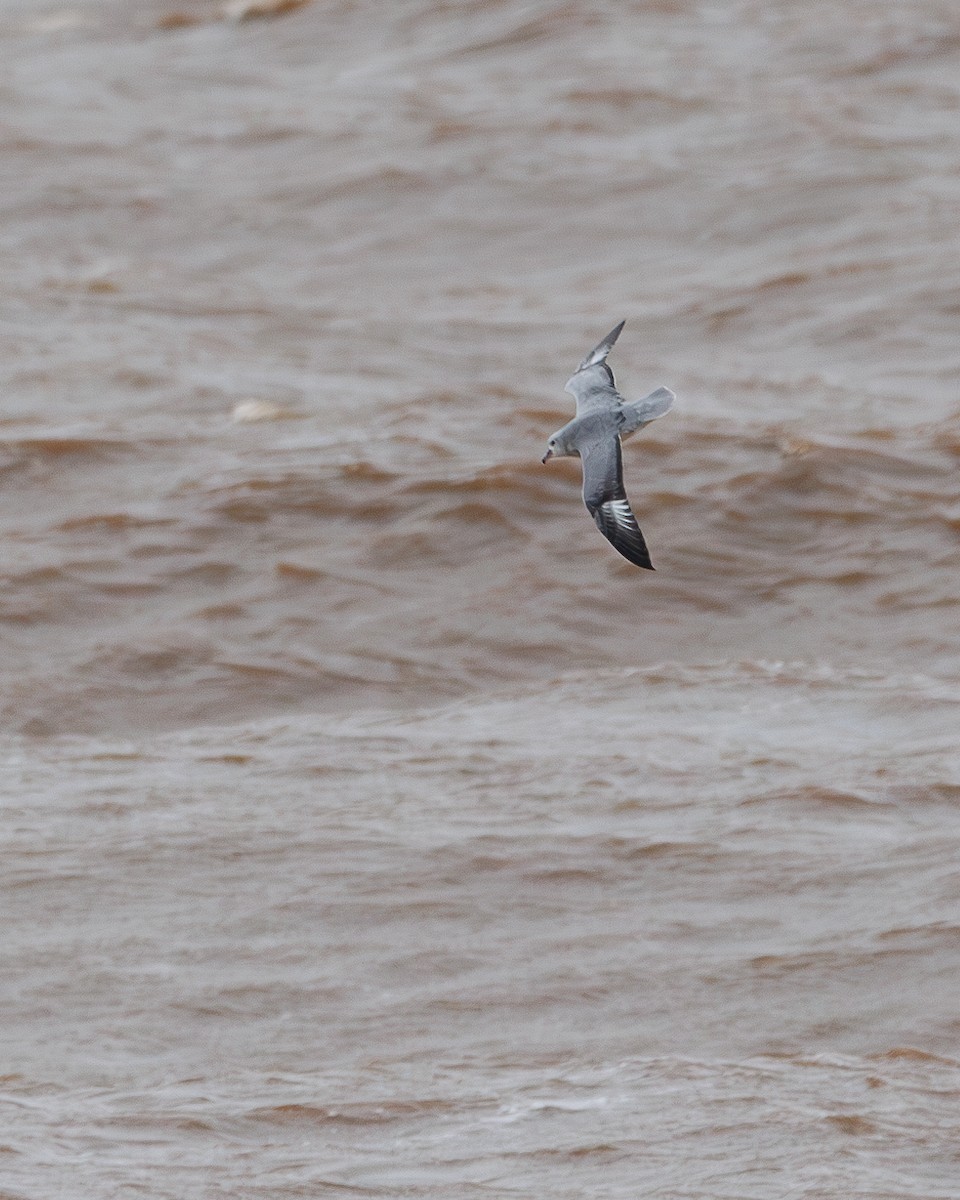 Southern Fulmar - Jorge Chamorro