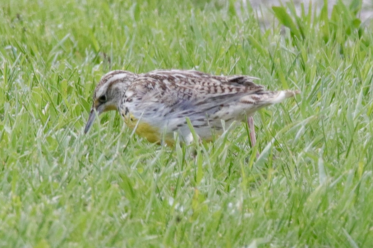 Western Meadowlark - Jay & Judy Anderson